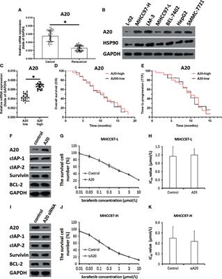 The Disassociation of the A20/HSP90 Complex via Downregulation of HSP90 Restores the Effect of A20 Enhancing the Sensitivity of Hepatocellular Carcinoma Cells to Molecular Targeted Agents